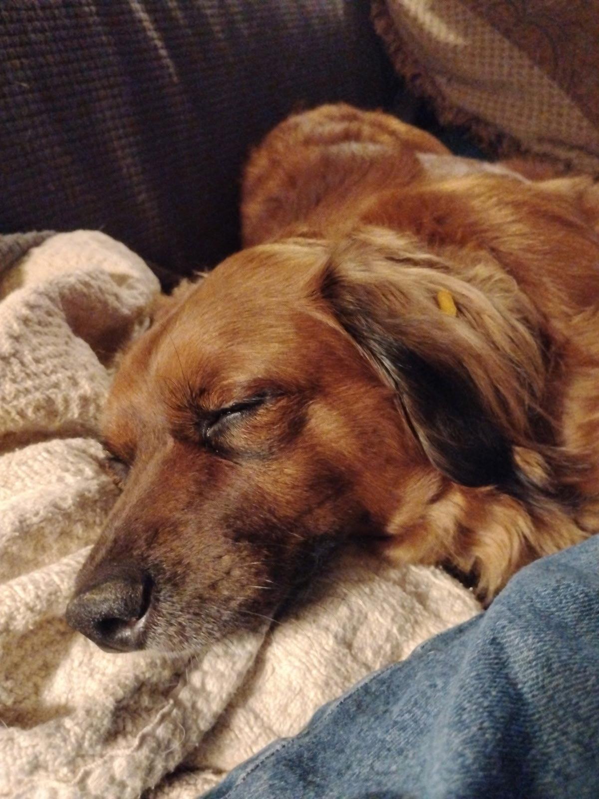 Lil Bit (being fostered in West Virginia), a Adoptable mixed breed in Key Largo, FL image 1/3