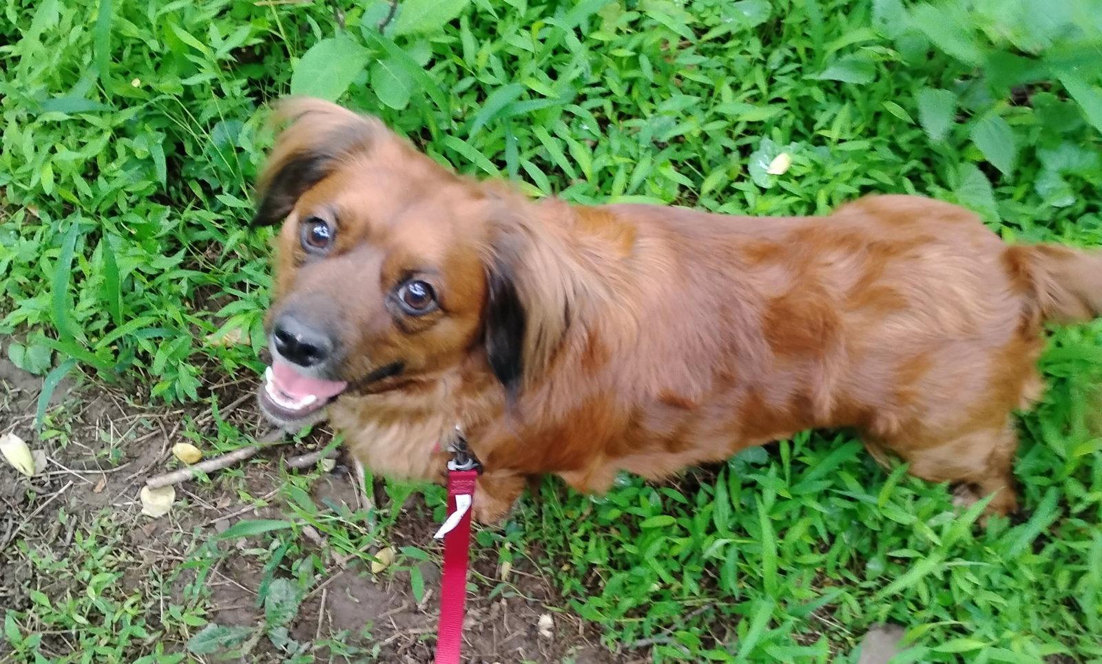 Lil Bit, a Adoptable mixed breed in Key Largo, FL image 1/3