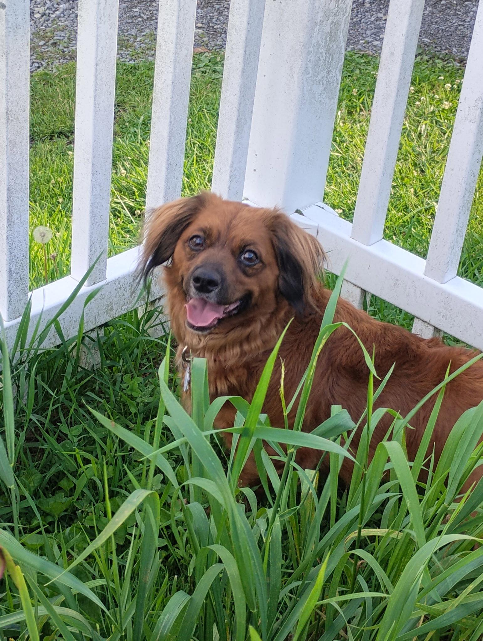 Lil Bit (being fostered in Virginia), a Adoptable mixed breed in Key Largo, FL image 2/3
