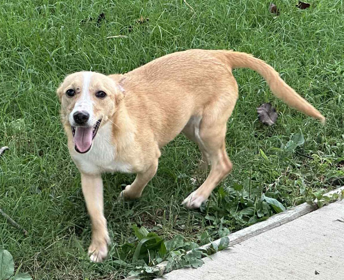 Enlarge Ihop, a ADOPTABLE mixed breed in Middletown, NJ image 2/2