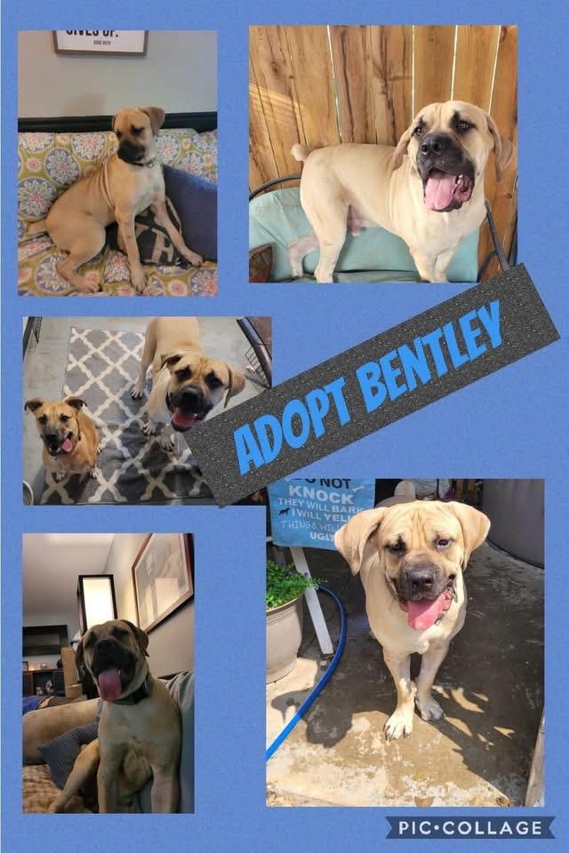 Enlarge Bentley CL, a Adoptable Boerboel in Kansas City, MO image 1/1