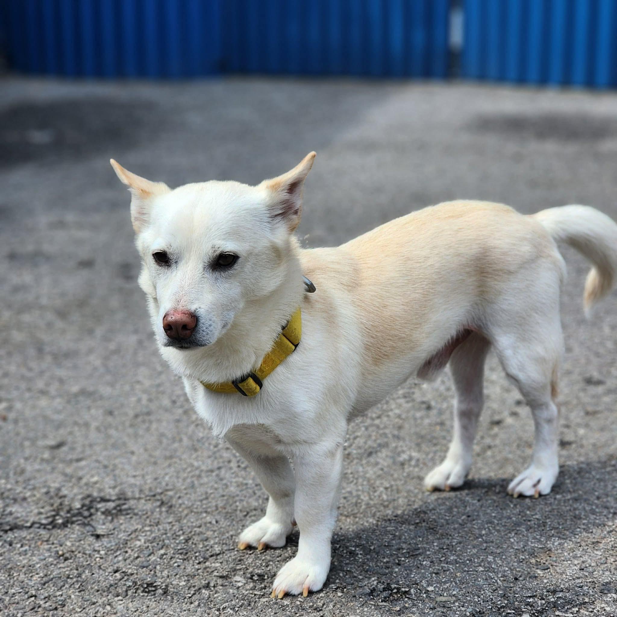 Dareum (20260514-06), an adopted mixed breed in Welland, ON image 2/6