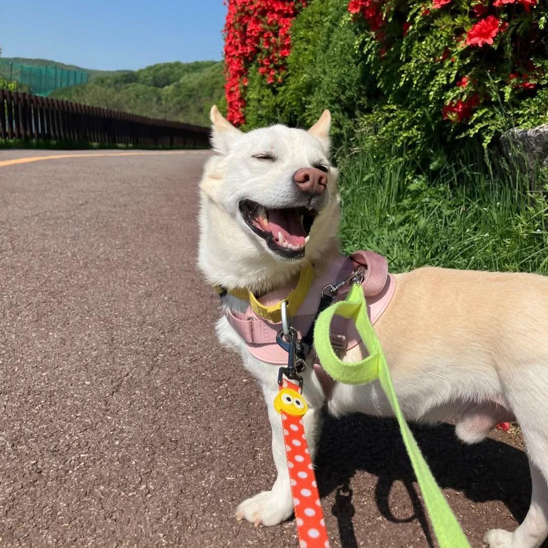 Dareum (20260514-06), adopted, Young Male Jindo & Corgi.