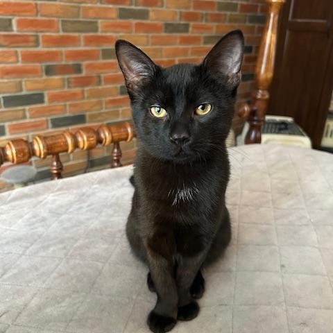 Guinness *bonded with Stout*, an adopted Domestic Short Hair in Scarborough, ON image 2/3