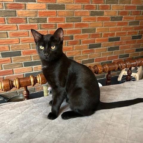 Guinness *bonded with Stout*, an adopted Domestic Short Hair in Scarborough, ON image 1/3