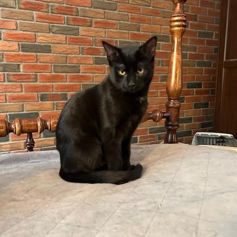 Guinness *bonded with Stout*, an adopted Domestic Short Hair in Scarborough, ON image 3/3