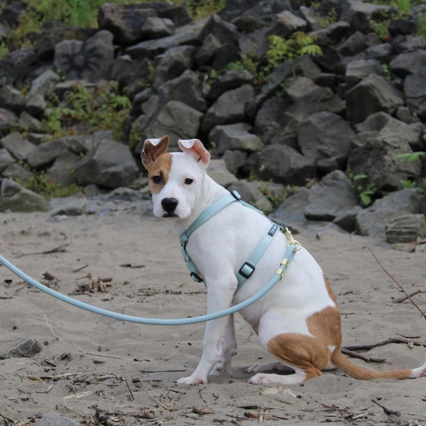 Reena - Local in Oregon , adoptable, Puppy Female Labrador Retriever.
