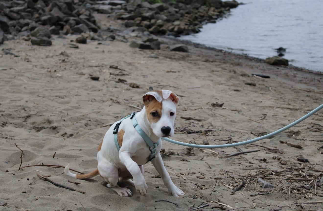 Enlarge Reena - Local in Oregon , an adoptable mixed breed in Gresham, OR image 4/5