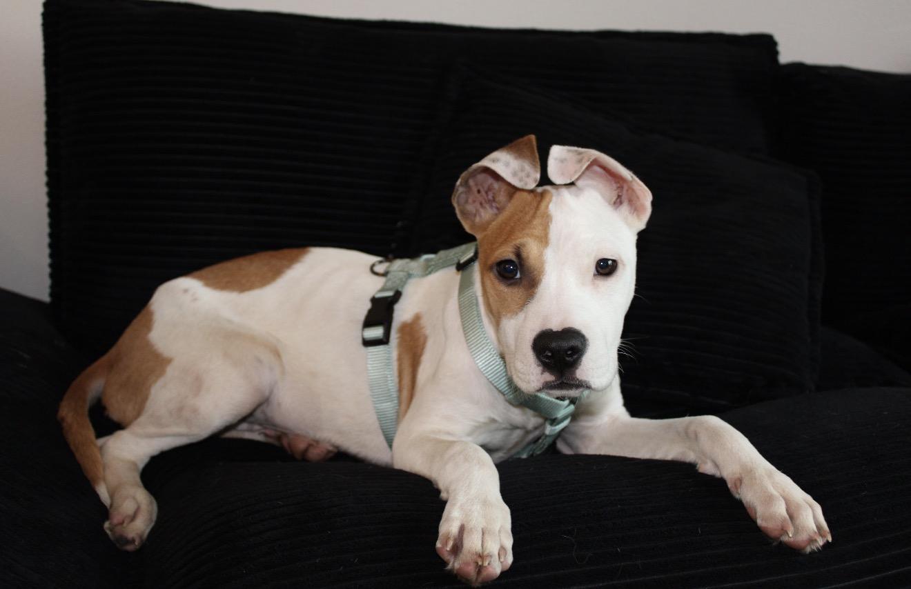 Enlarge Reena - Local in Oregon , an adoptable mixed breed in Gresham, OR image 5/5