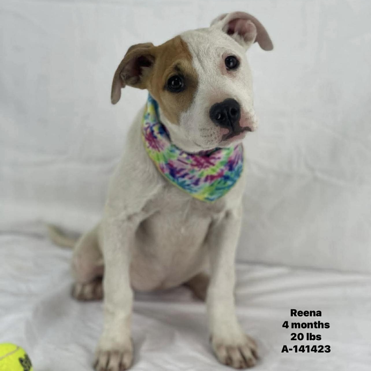 Enlarge Reena - Local May 22-24, an adoptable mixed breed in Westerly, RI image 1/1