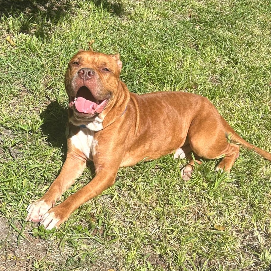Enlarge Wally, a Adoptable mixed breed in Kansas City, KS image 4/6