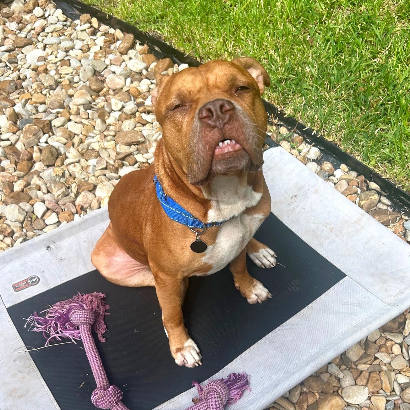Enlarge Wally, a Adoptable mixed breed in Kansas City, KS image 6/6