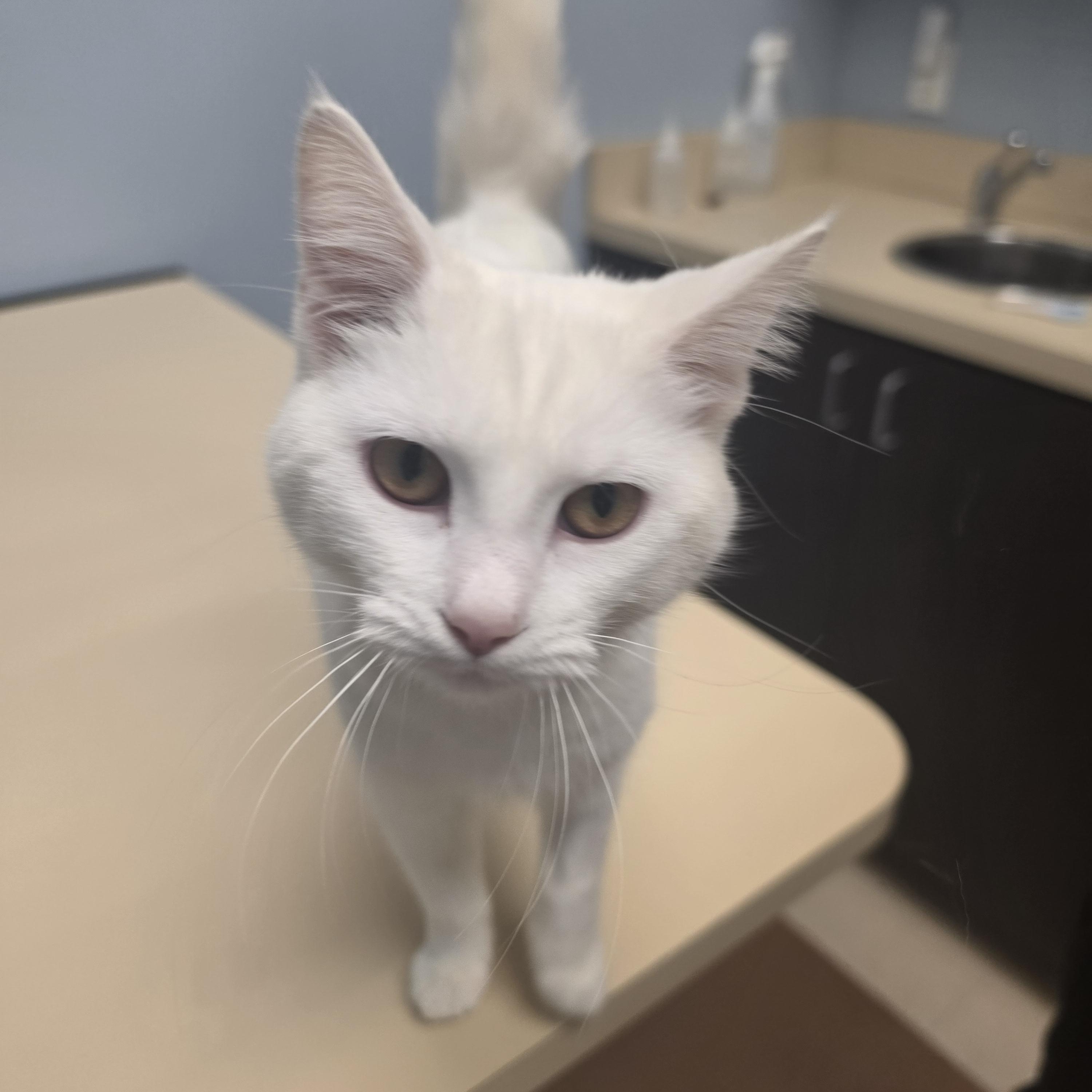 Enlarge Feta, a ADOPTABLE Domestic Short Hair in Lawrenceville, GA image 2/5