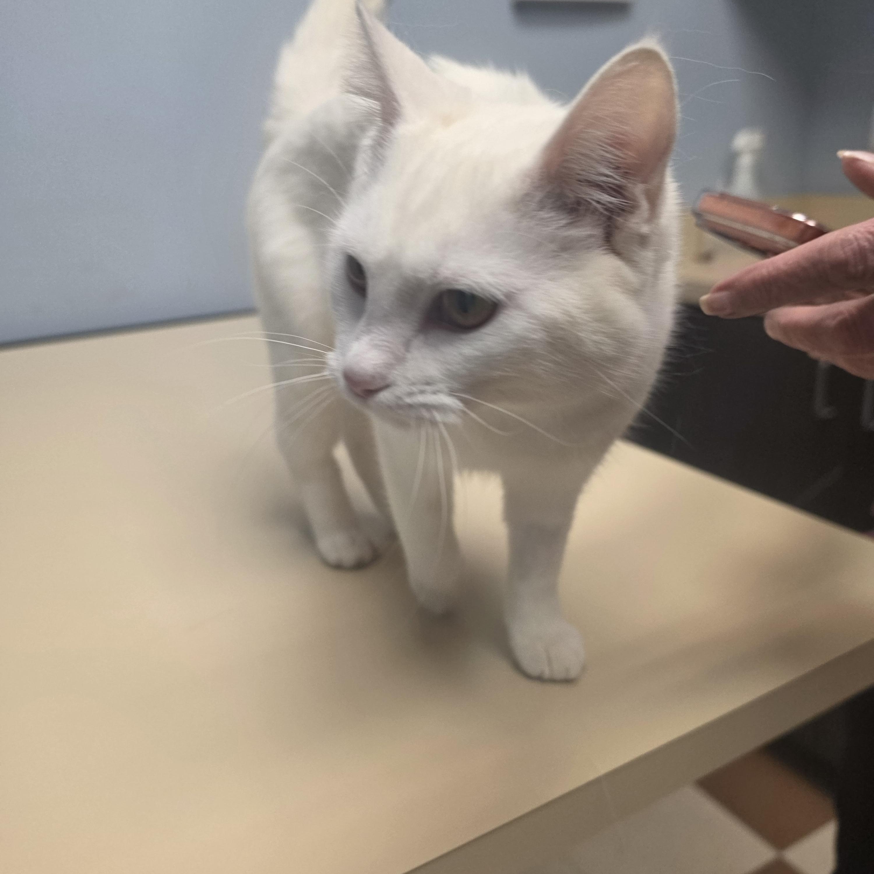 Enlarge Feta, a ADOPTABLE Domestic Short Hair in Lawrenceville, GA image 5/5