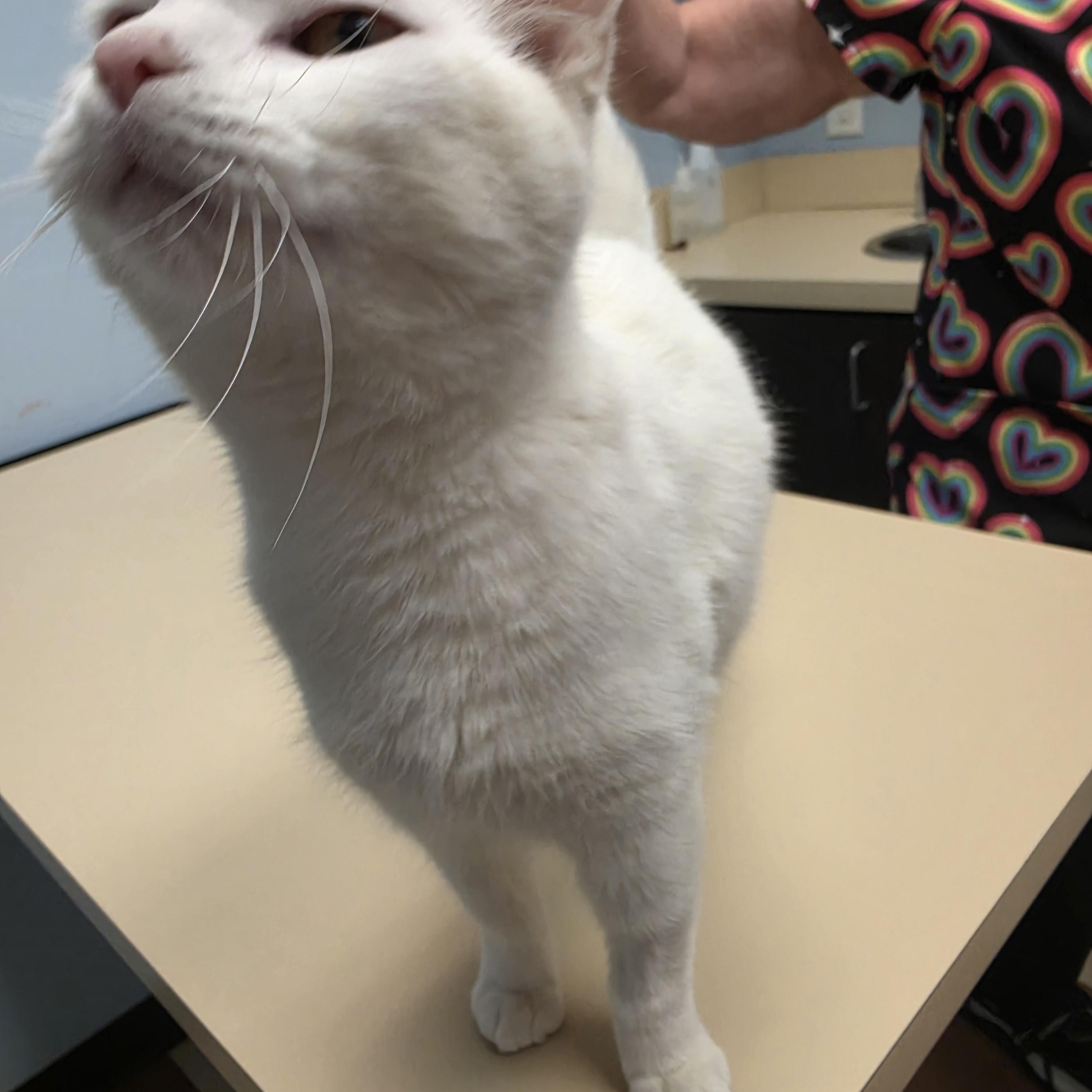 Enlarge Feta, a ADOPTABLE Domestic Short Hair in Lawrenceville, GA image 3/5