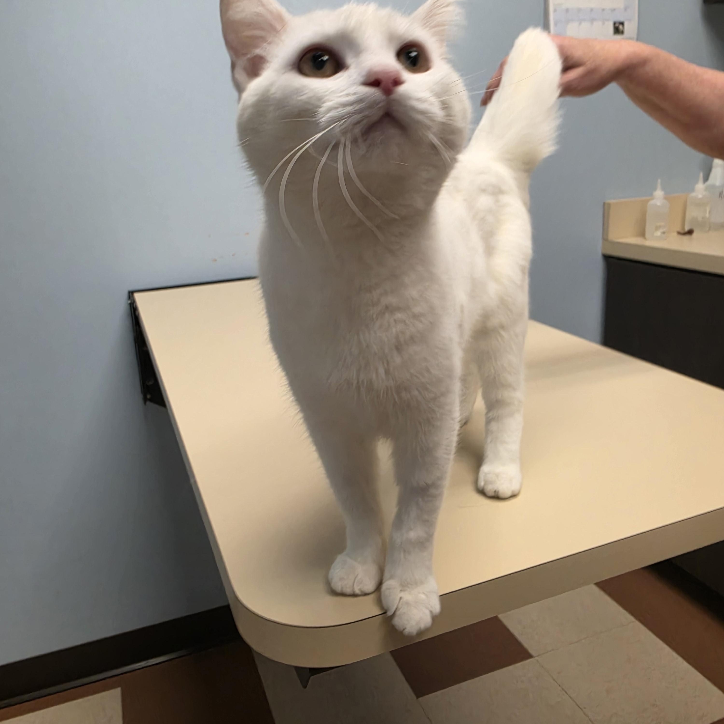 Enlarge Feta, a ADOPTABLE Domestic Short Hair in Lawrenceville, GA image 4/5