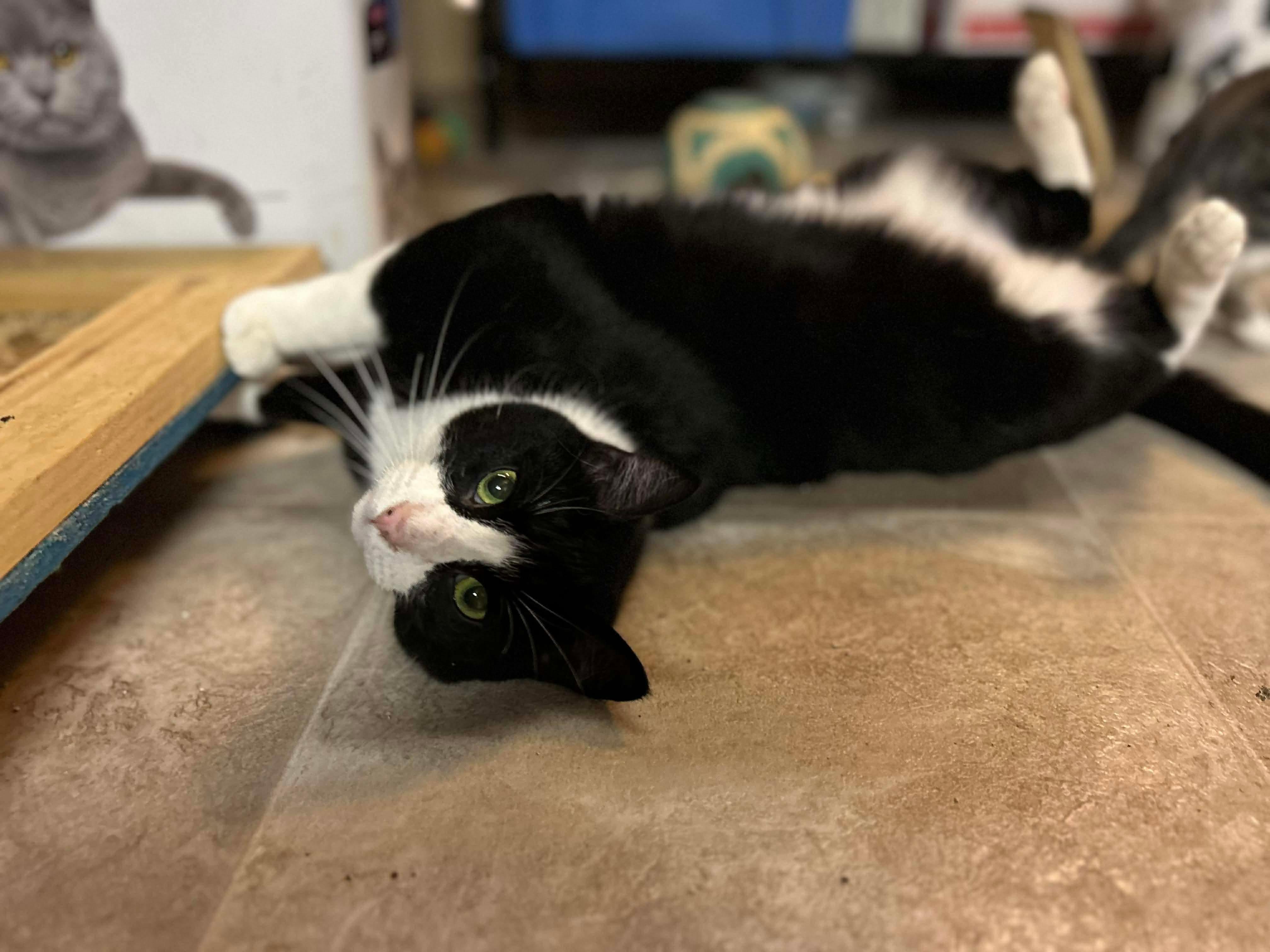 Enlarge Rosie, a ADOPTABLE Tuxedo in Avondale, PA image 1/1