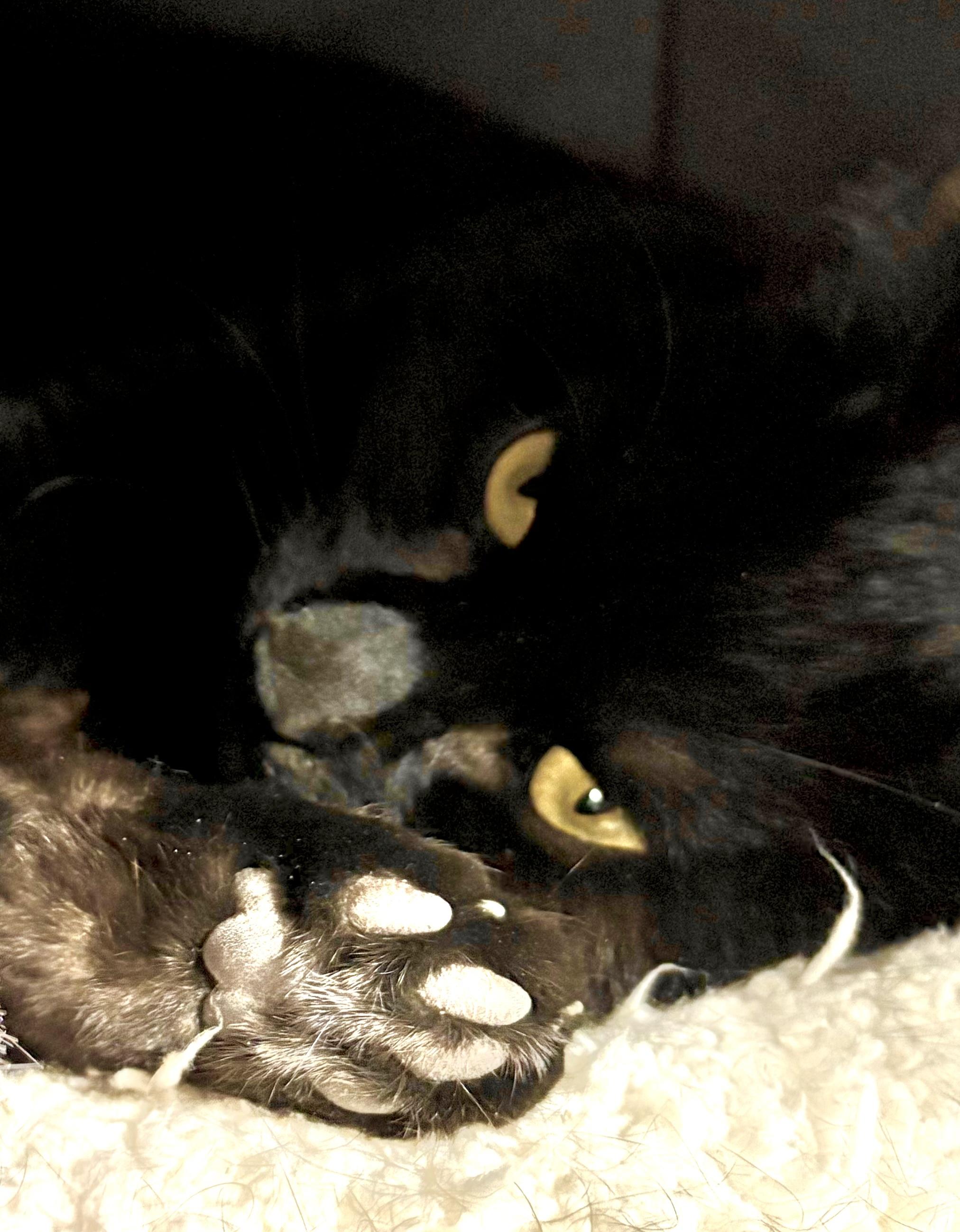 Twix, ADOPTABLE, Adult Male Domestic Short Hair.