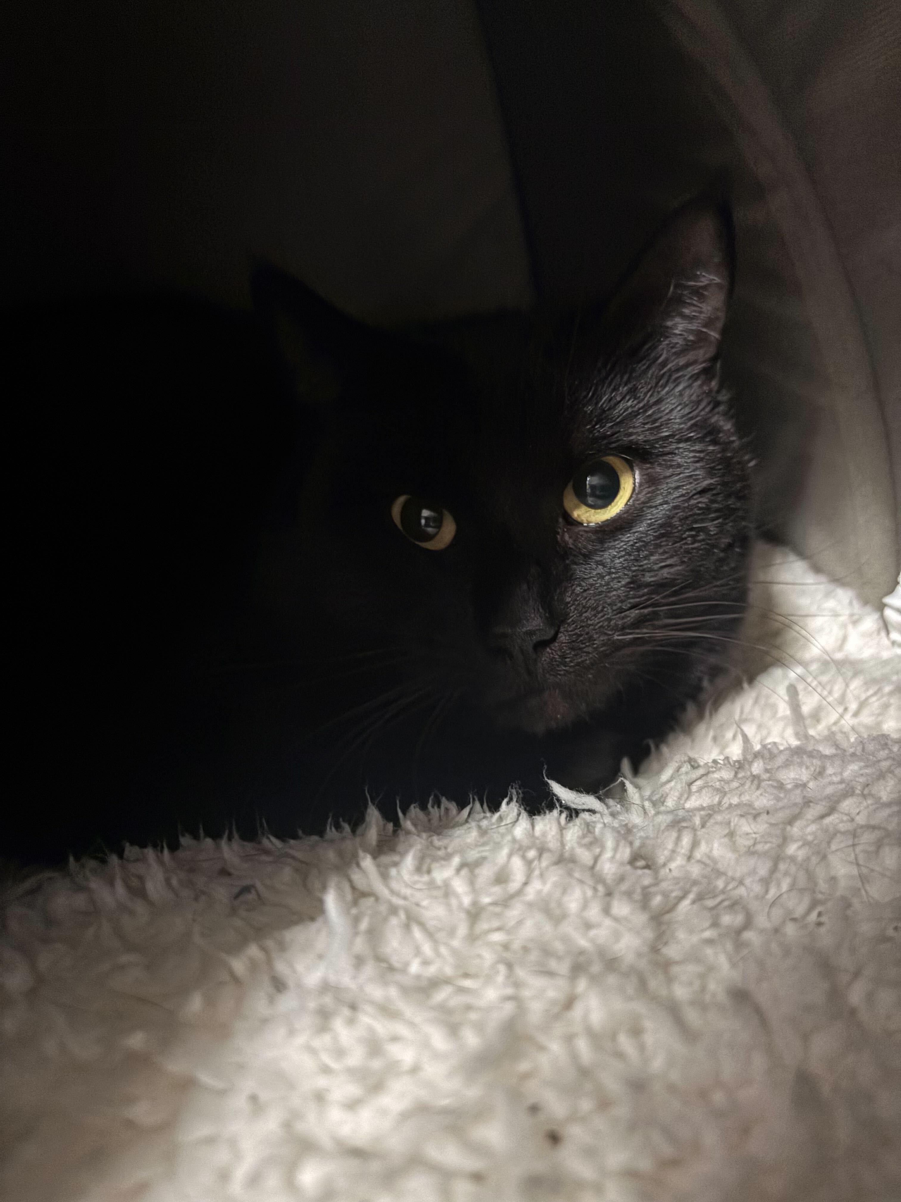 Enlarge Twix, a ADOPTABLE Domestic Short Hair in Manchester, NH image 1/1