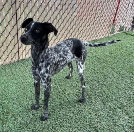 Enlarge STITCH, a Adoptable mixed breed in Norco, CA image 1/1