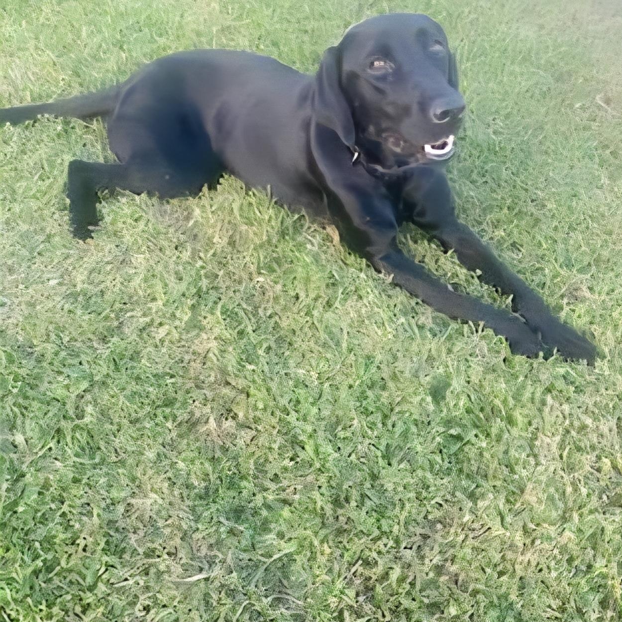 Lucas Gabriel "i Just thumbnail 3