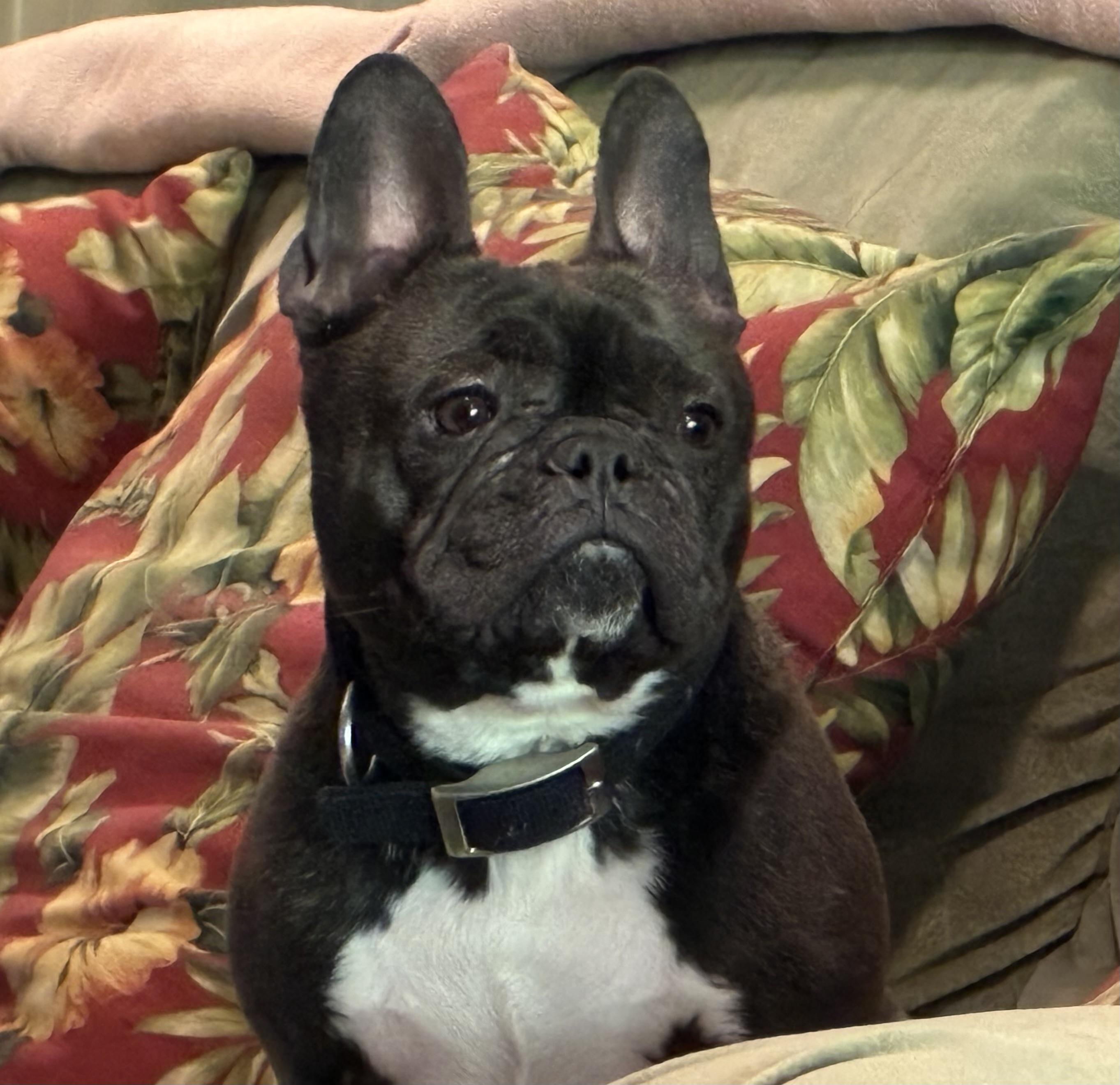 Lilie, an adoptable French Bulldog in Ridgefield, CT image 2/5