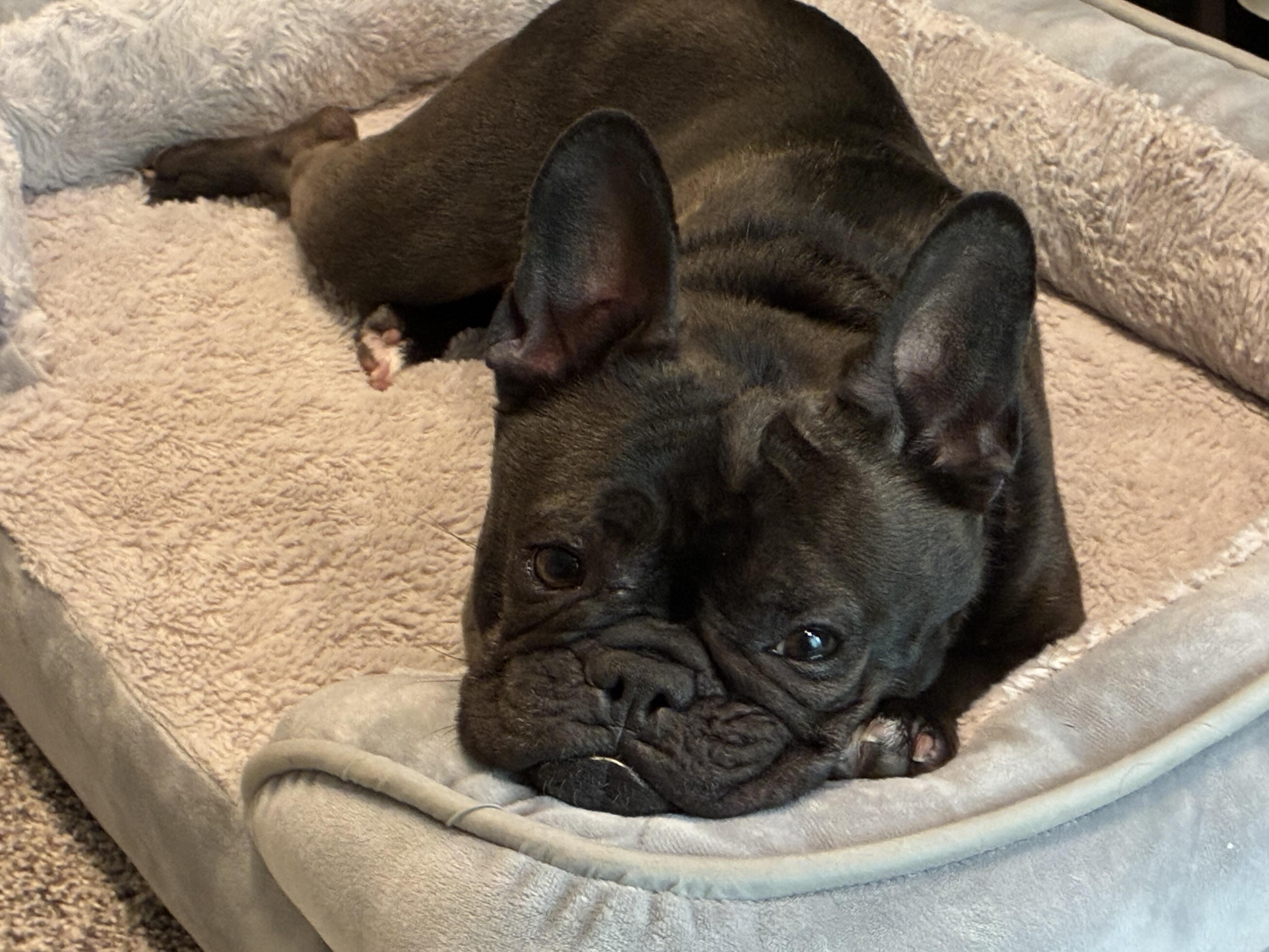 Lilie, an adoptable French Bulldog in Ridgefield, CT image 3/5