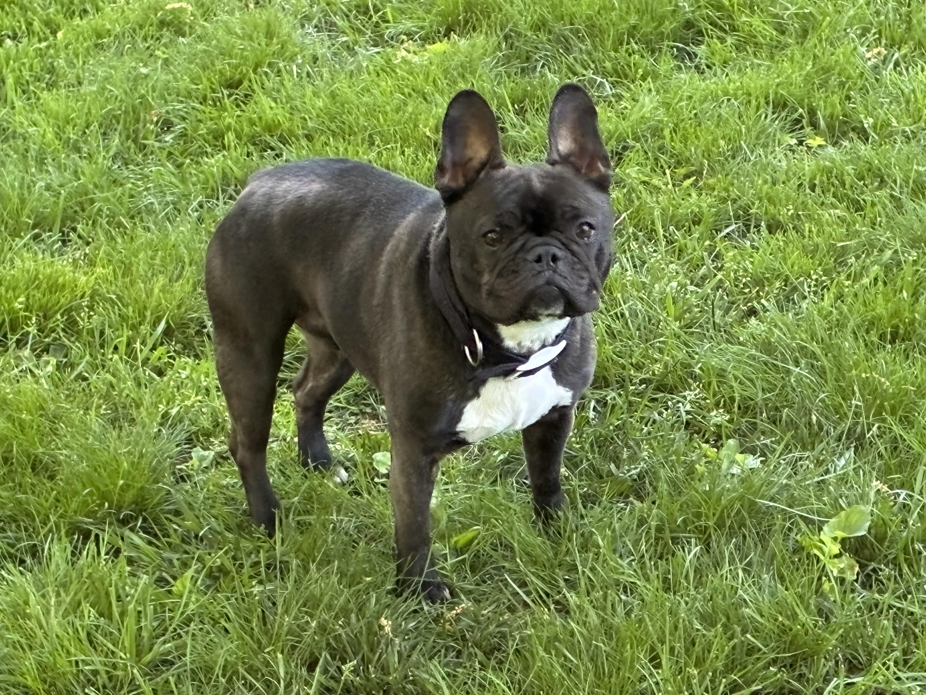 Lilie, an adoptable French Bulldog in Ridgefield, CT image 1/5