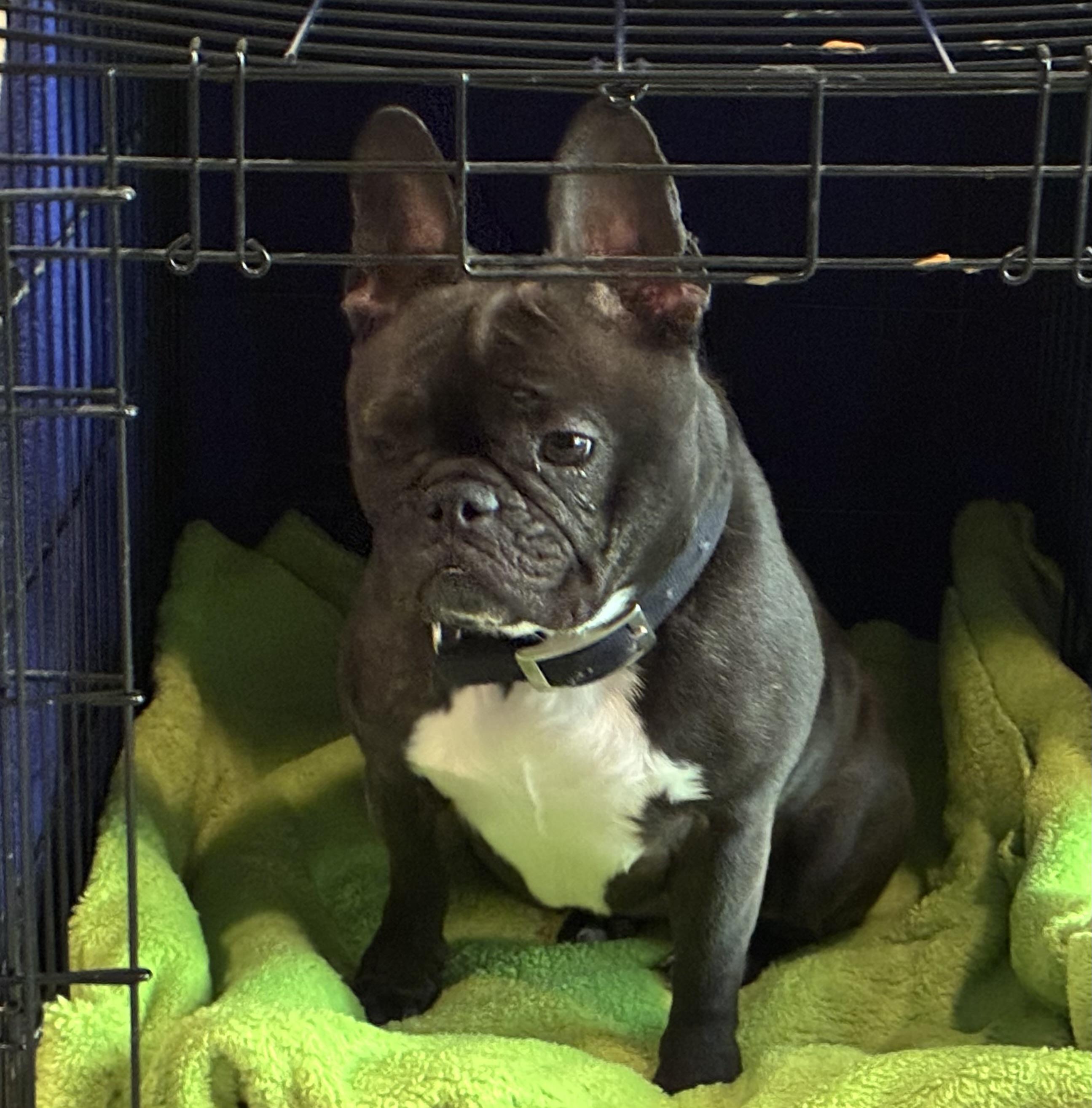 Lilie, an adoptable French Bulldog in Ridgefield, CT image 4/5