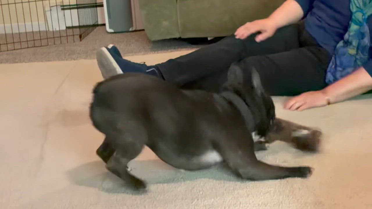 Enlarge Lilie, an adoptable French Bulldog in Ridgefield, CT video 5/5
