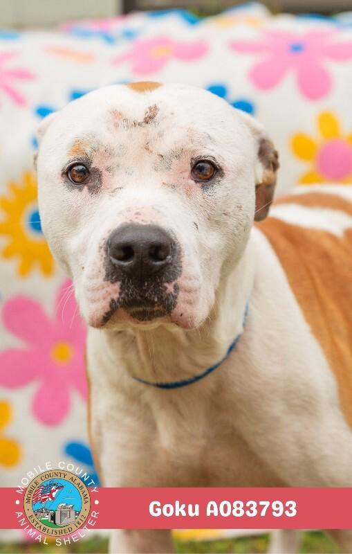 Goku, Adoptable, Adult Male American Bulldog.