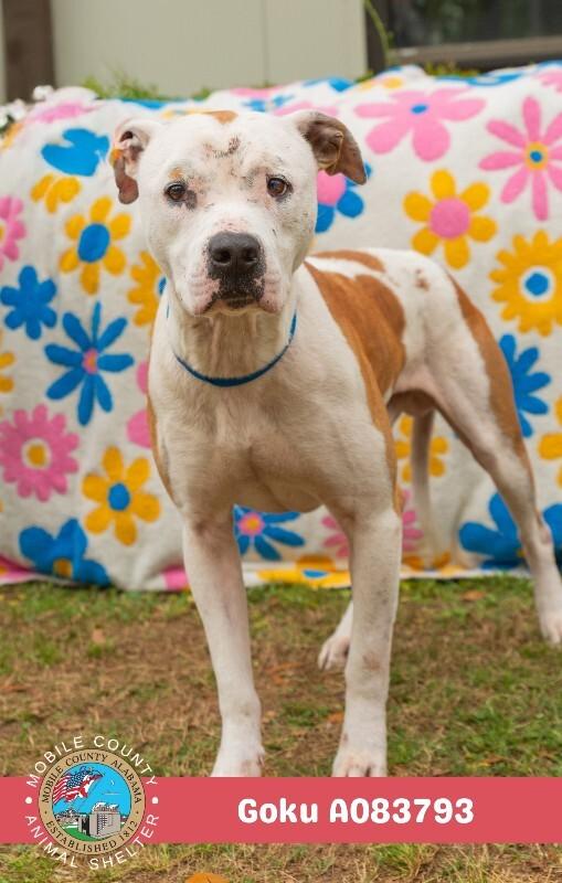 Enlarge Goku, a Adoptable American Bulldog in Mobile, AL image 2/2