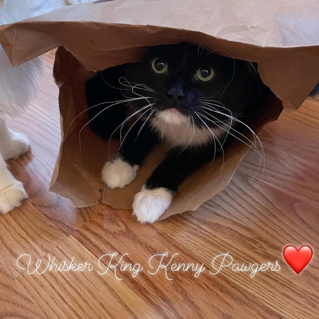 Enlarge Kenny Pawgers, a Adoptable Domestic Long Hair in Inver Grove Heights, MN image 1/4