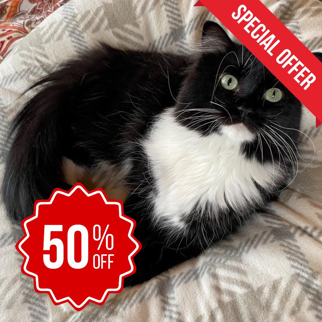 Enlarge Kenny Pawgers, a Adoptable Domestic Long Hair in Inver Grove Heights, MN image 2/4
