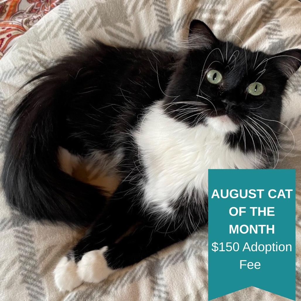 Kenny Pawgers, a Adoptable Domestic Long Hair in Inver Grove Heights, MN image 2/4