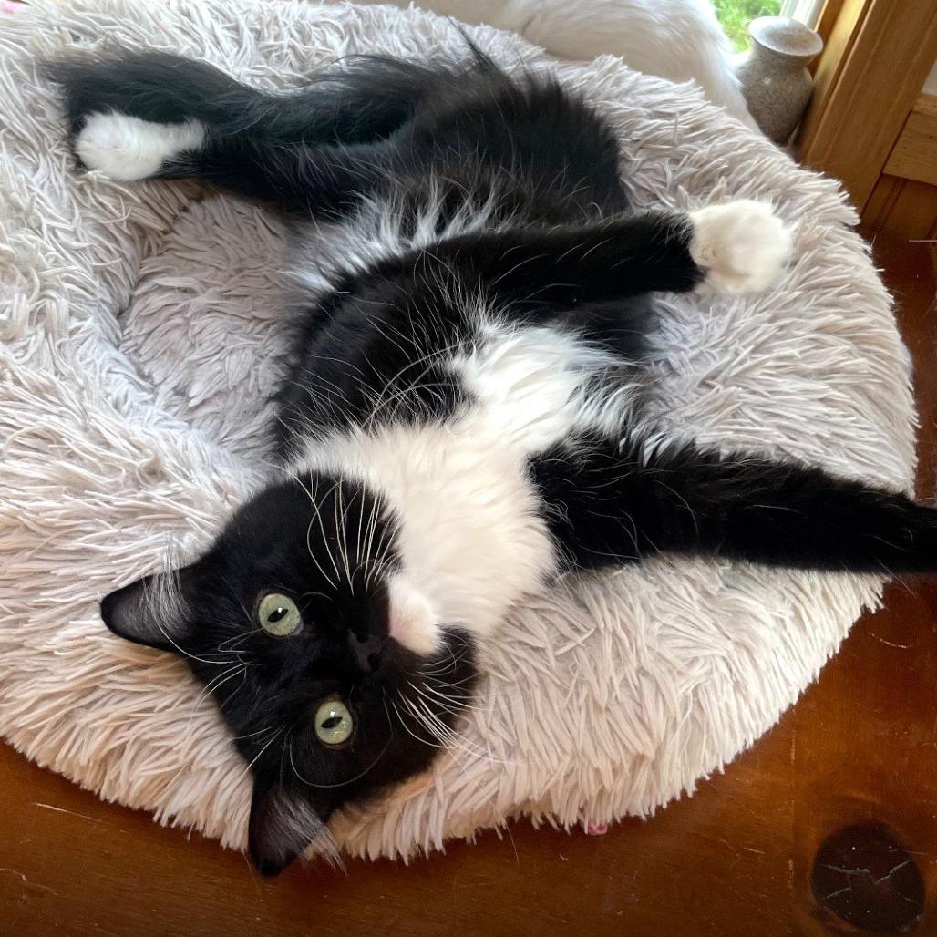 Enlarge Kenny Pawgers, a Adoptable Domestic Long Hair in Inver Grove Heights, MN image 3/4