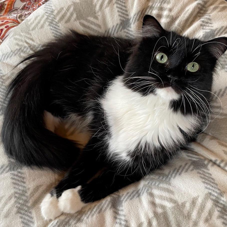 Enlarge Kenny Pawgers, a Adoptable Domestic Long Hair in Inver Grove Heights, MN image 4/4