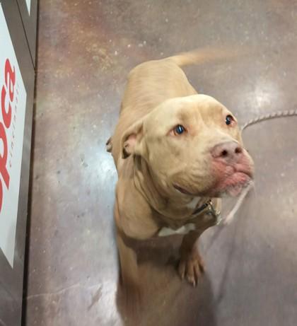 Puppup, a Adoptable mixed breed in Cincinnati, OH image 1/2