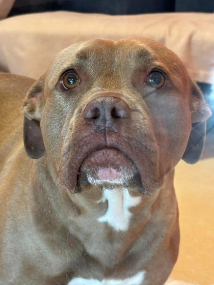 Puppup, Adoptable, Adult Female Pit Bull Terrier & Mixed Breed.