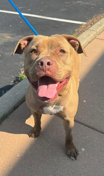 Puppup, Adoptable, Adult Female Pit Bull Terrier & Mixed Breed.