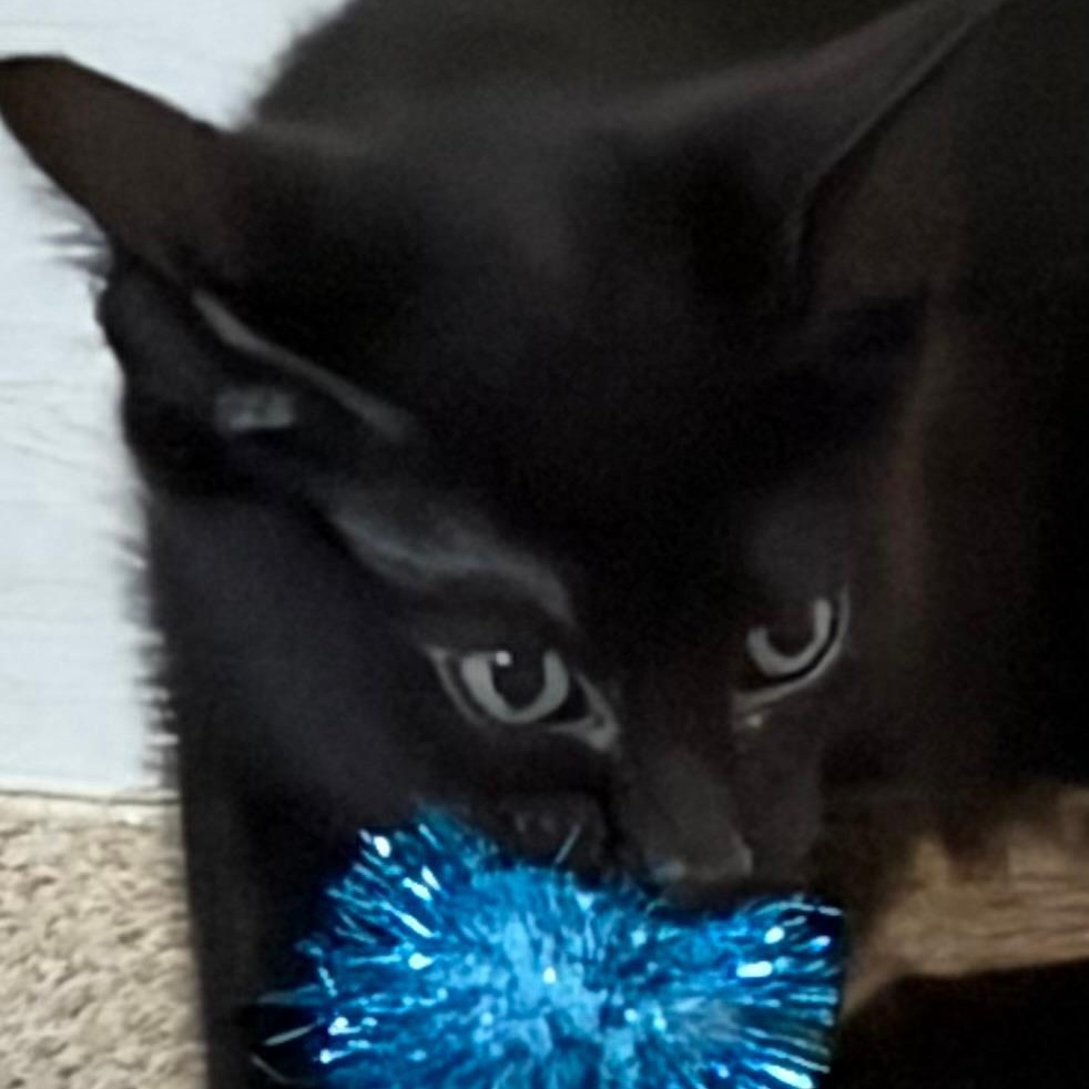 Olive, a Adoptable Domestic Short Hair in Central Falls, RI image 3/6