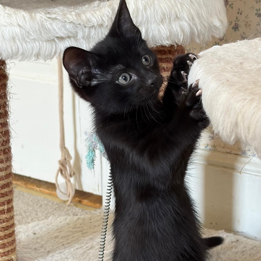 Olive, Adoptable, Kitten Female Domestic Short Hair.
