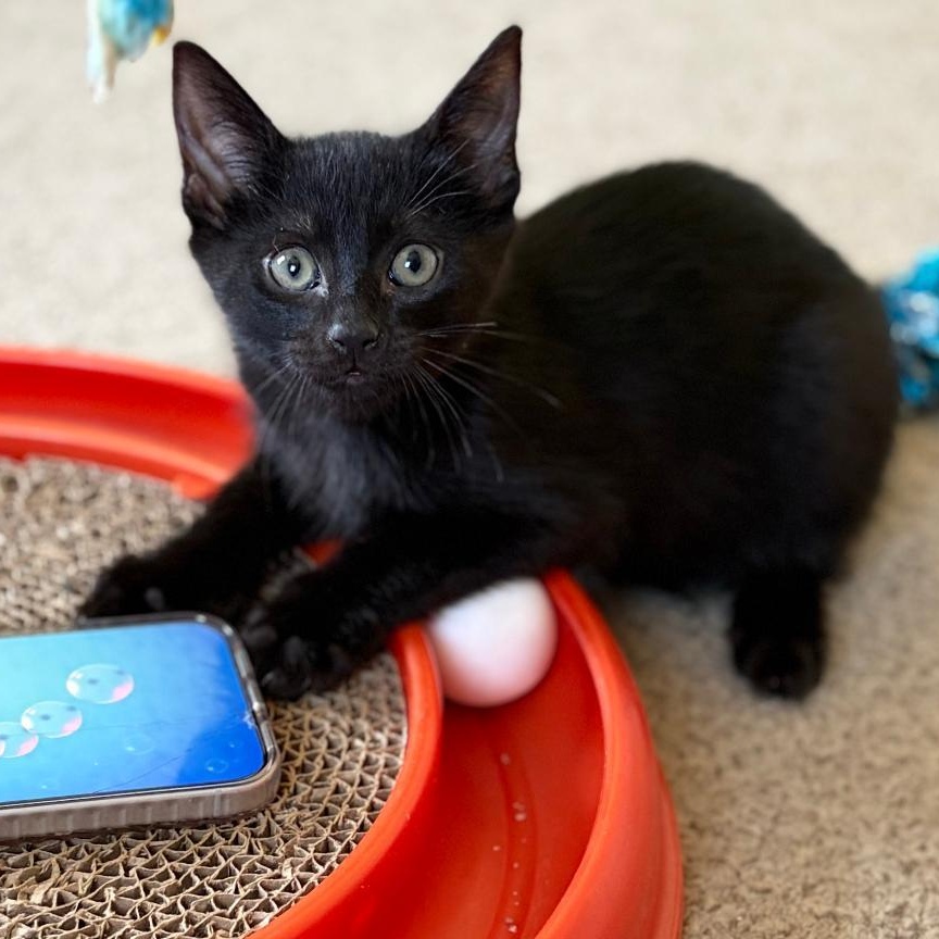 Olive, a Adoptable Domestic Short Hair in Central Falls, RI image 2/6