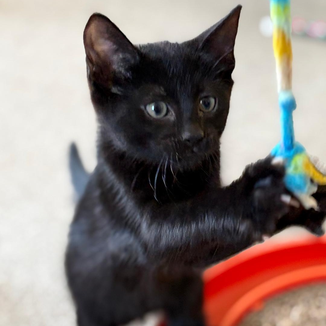 Olive, a Adoptable Domestic Short Hair in Central Falls, RI image 6/6