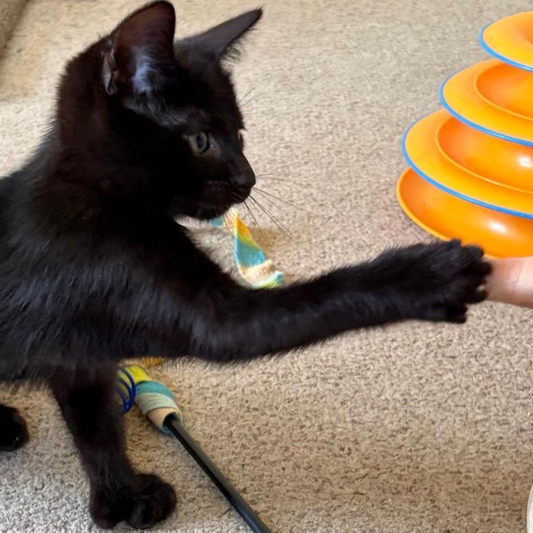 Olive, a Adoptable Domestic Short Hair in Central Falls, RI image 5/6