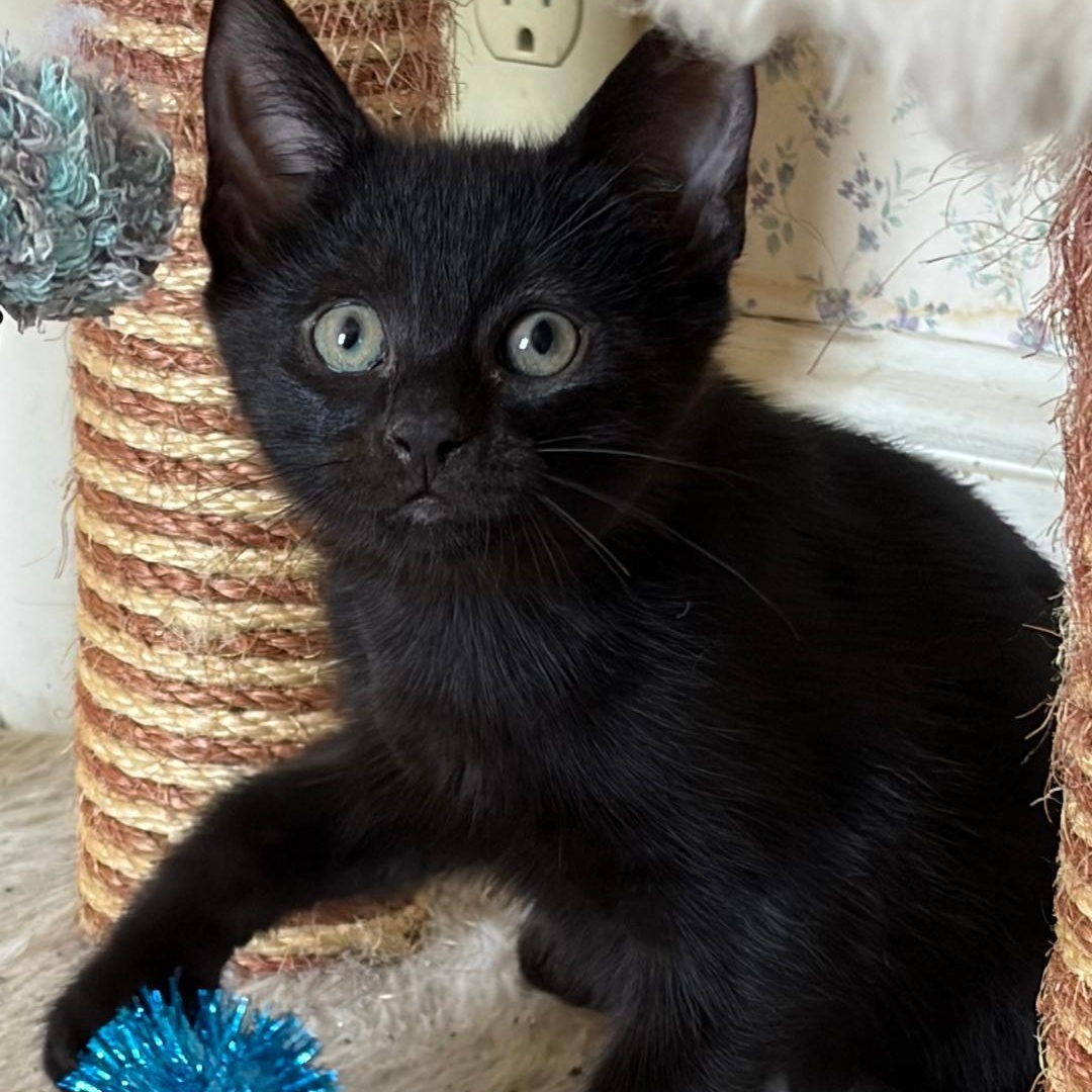 Olive, a Adoptable Domestic Short Hair in Central Falls, RI image 4/6