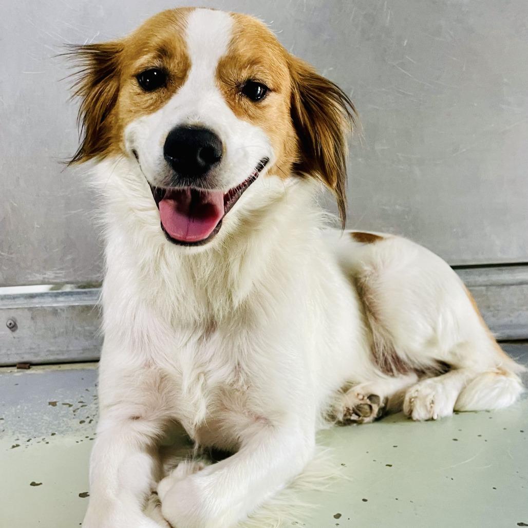 Max, Adoptable, Adult Male Brittany Spaniel & Jack Russell Terrier.