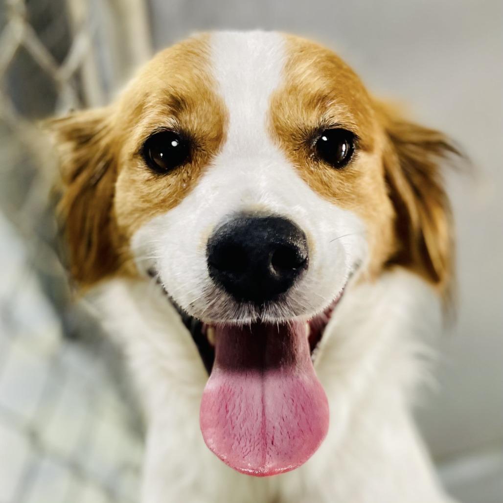 Max, a Adoptable mixed breed in Lebanon, MO image 2/4