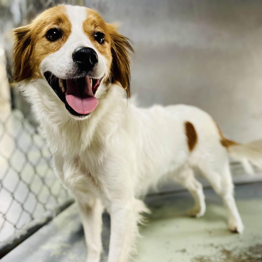 Max, a Adoptable mixed breed in Lebanon, MO image 3/4
