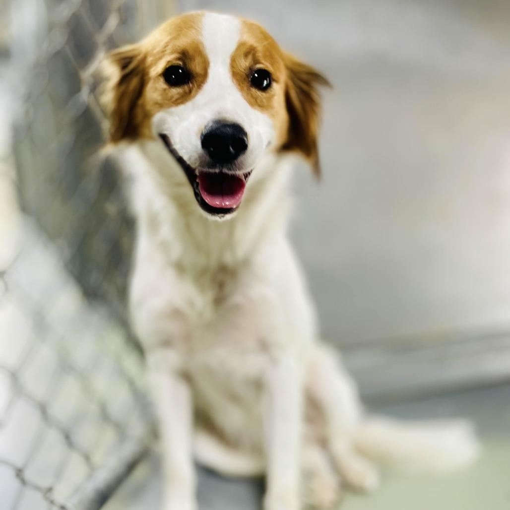 Max, a Adoptable mixed breed in Lebanon, MO image 4/4